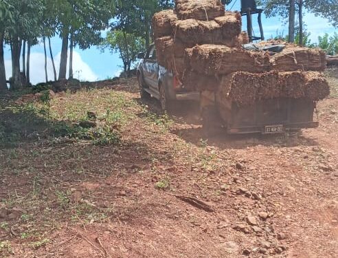 Tabaco: el contrabando no se detiene