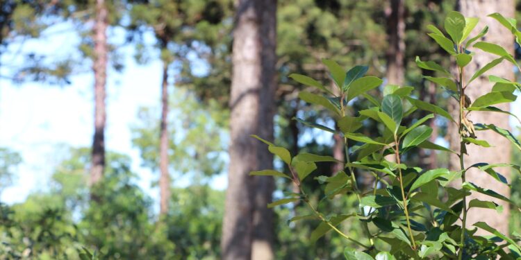 El INYM  se  capacita  en  producción  orgánica