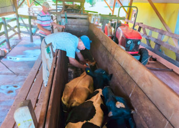 Enfoquen integral de la sanidad animal en Misiones