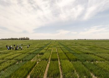 El Gobierno Nacional simplificó el registro de variedades vegetales