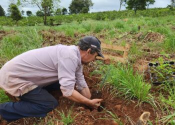 Selva misionera: más de 36.000 árboles serán plantados en 2025