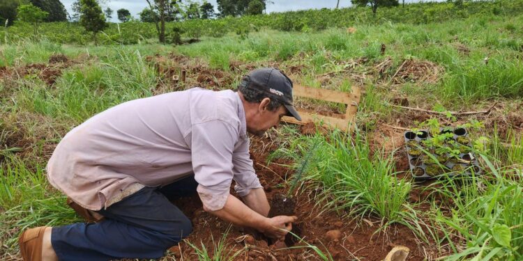 Selva misionera: más de 36.000 árboles serán plantados en 2025