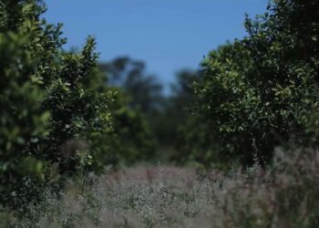Molinos y cooperativas yerbateras avanzan en la fijación de precios