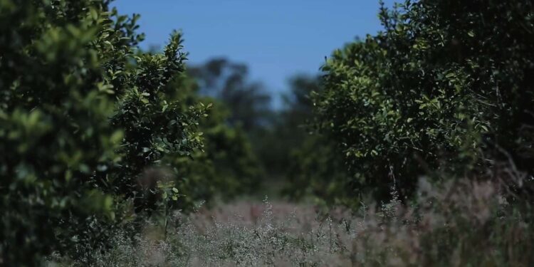Molinos y cooperativas yerbateras avanzan en la fijación de precios