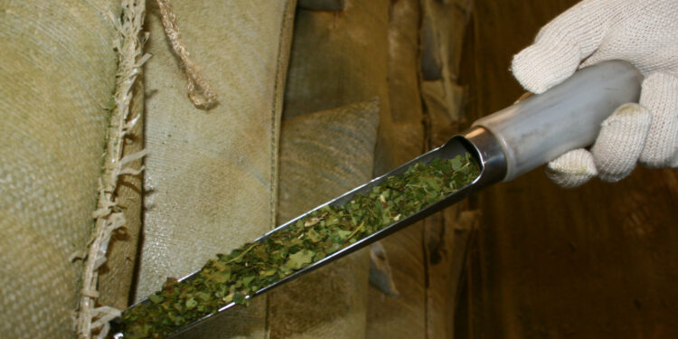 Yerba mate en el mercado con el singular sello IG Yerba Mate Argentina