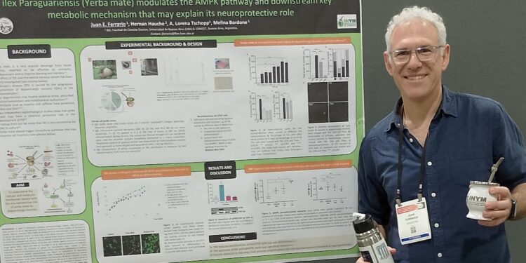 El Mate  un alimento  que  previene  el Parkinson