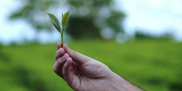 Misiones: modelo de producción orgánica como estrategia de desarrollo