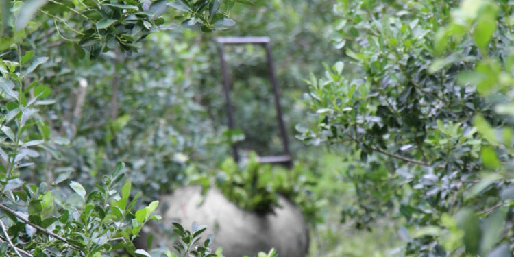Convocatoria para el diseño de un prototipo funcional destinado a la extracción de raídos de yerba mate