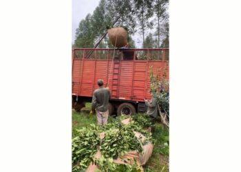 Flexibilizan condiciones para la reinscripción de operadores yerbateros