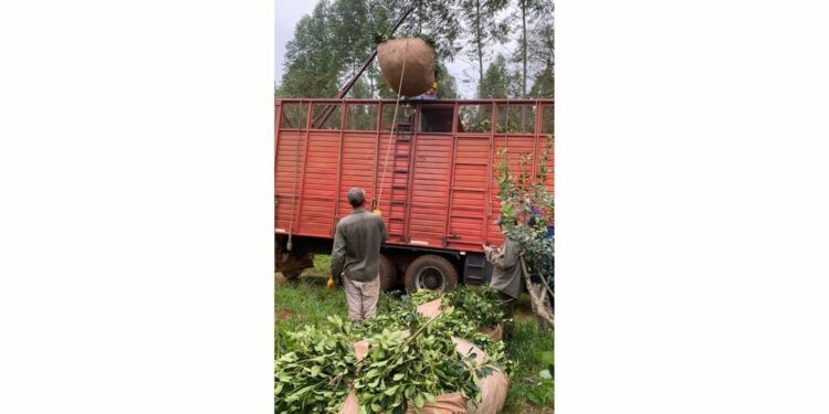 Flexibilizan condiciones para la reinscripción de operadores yerbateros