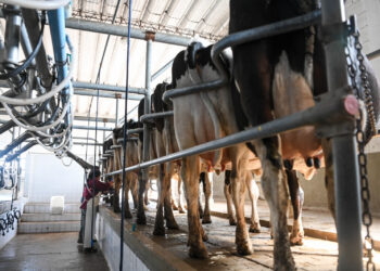 La producción de leche creció 10,9% en el primer trimestre de 2025