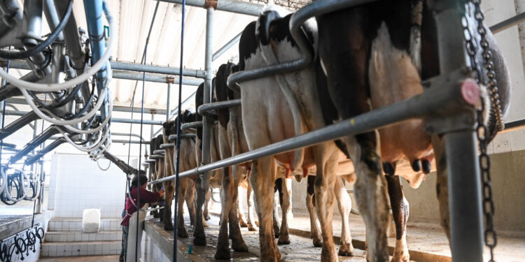 La producción de leche creció 10,9% en el primer trimestre de 2025