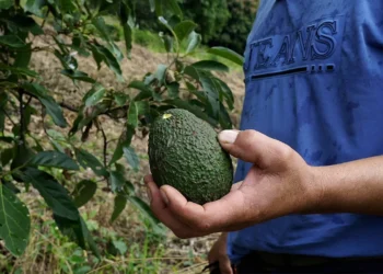 Capacitación gratuita sobre cultivo de palta en San Vicente