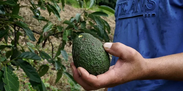 Capacitación gratuita sobre cultivo de palta en San Vicente