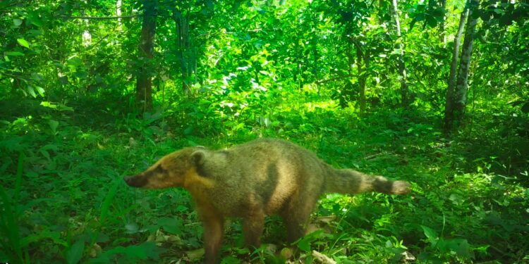La producción orgánica en Misiones: creció un 31% la cantidad de establecimientos certificados en 2024