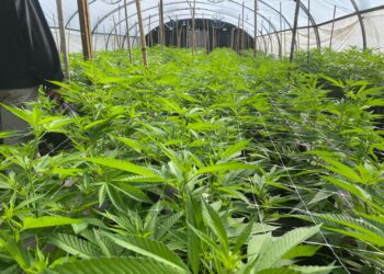 El desarrollo del cannabis en Misiones