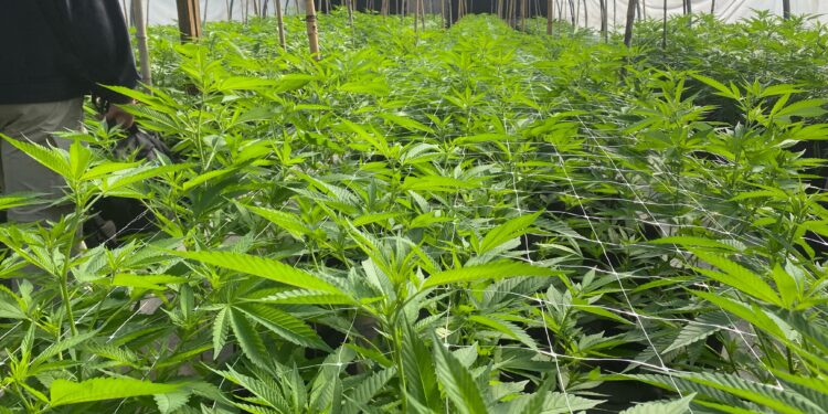 El desarrollo del cannabis en Misiones