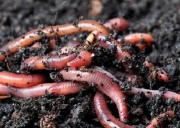 Capacitación sobre Compost y Lombricultura en Apóstoles