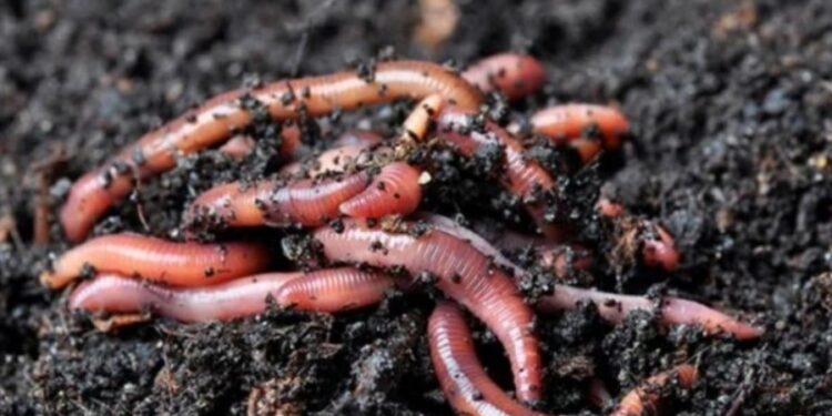 Capacitación sobre Compost y Lombricultura en Apóstoles