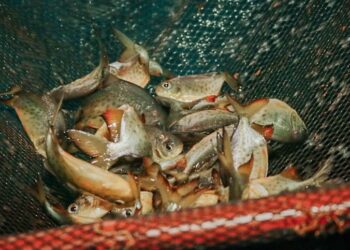 Apóstoles: cosecha  de peces a pie de estanque