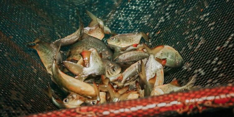 Apóstoles: cosecha de peces a pie de estanque