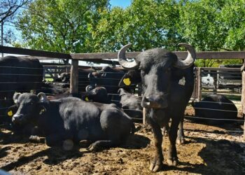 Expo Búfalos: Valdés destacó potencia de la ganadería correntina