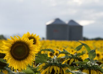 Cosecha récord de girasol: creció un 28,2% respecto a la campaña anterior