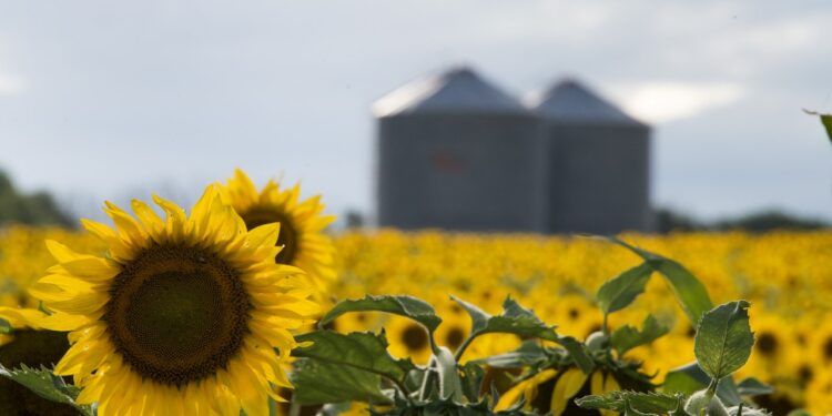 Cosecha récord de girasol: creció un 28,2% respecto a la campaña anterior