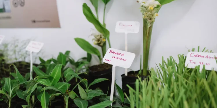 Biofábrica enviará más de 300 mil plantines de banano a Salta