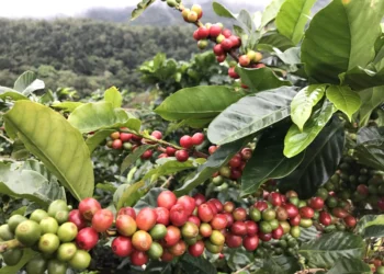 Diputado Szychowski, impulsa plantaciones de café en Misiones