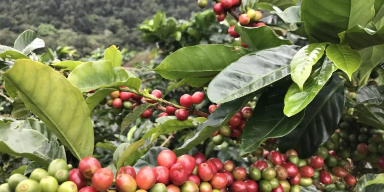 Diputado Szychowski, impulsa plantaciones de café en Misiones