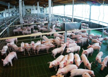 La carne porcina argentina llega por primera vez a Filipinas