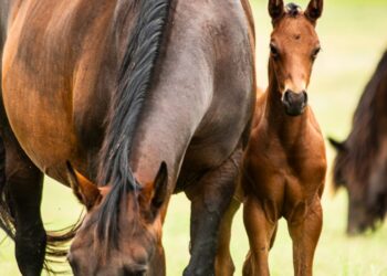 Exportaciones de equinos en pie creció 9%