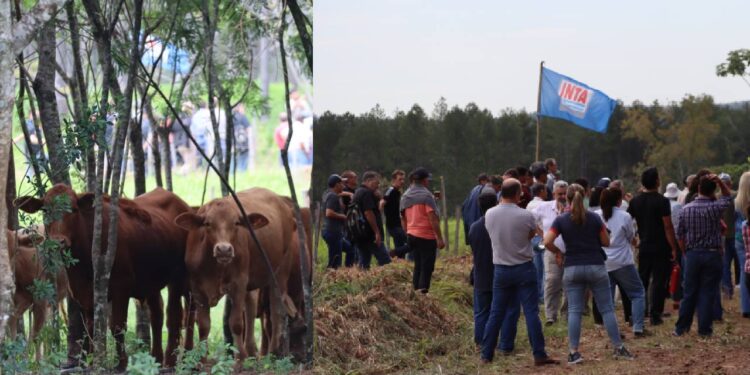 Ganadería misionera: jornada técnica en ganadería reunió a 200 asistentes en INTA Cerro Azul