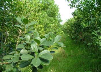 El INYM simplifica los trámites para los productores yerbateros