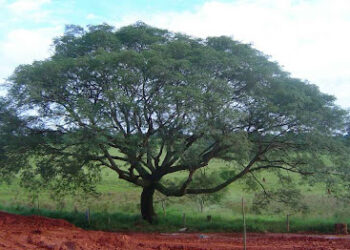 9° Festival Provincial del Timbó