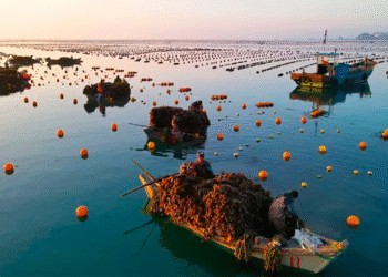 China lidera la producción de algas a nivel mundial