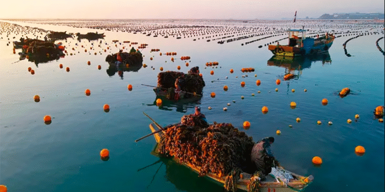 China lidera la producción de algas a nivel mundial