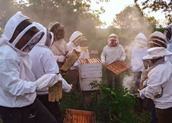 La provincia  visibiliza el potencial estratégico de las abejas en la diversificación productiva de Misiones.