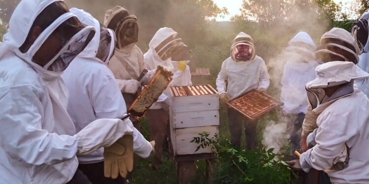 La provincia visibiliza el potencial estratégico de las abejas en la diversificación productiva de Misiones.
