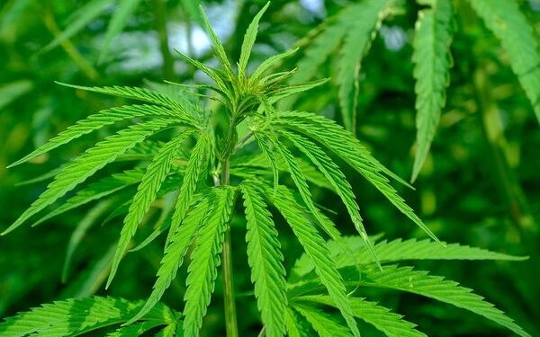 Cannabis: una investigación sobre las intoxicaciones de animales domésticos