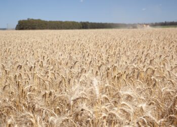 El Gobierno Nacional extendió la rebaja de retenciones para la cosecha fina