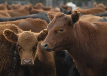 El Gobierno Nacional eliminó la normativa que establecía un peso mínimo de faena para bovinos