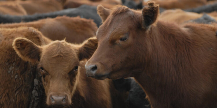 El Gobierno Nacional eliminó la normativa que establecía un peso mínimo de faena para bovinos