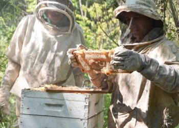 Fiesta de la Meliponicultura en Capioví