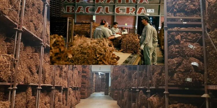 Las cooperativas producen más del 50% del tabaco de Misiones  e industrializa más del 85%