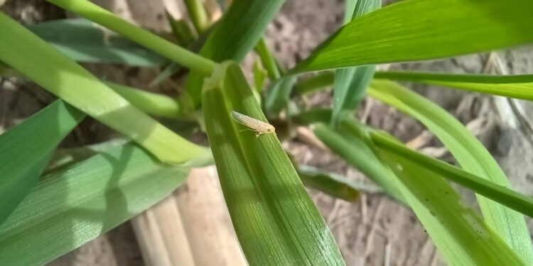 Se inicia la segunda etapa de monitoreo de chicharrita de maíz para encarar la siembra 2025-2026