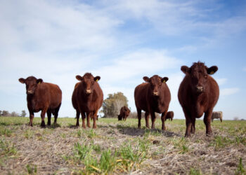 El Gobierno Nacional derogó 28 normas obsoletas de la cadena ganadera