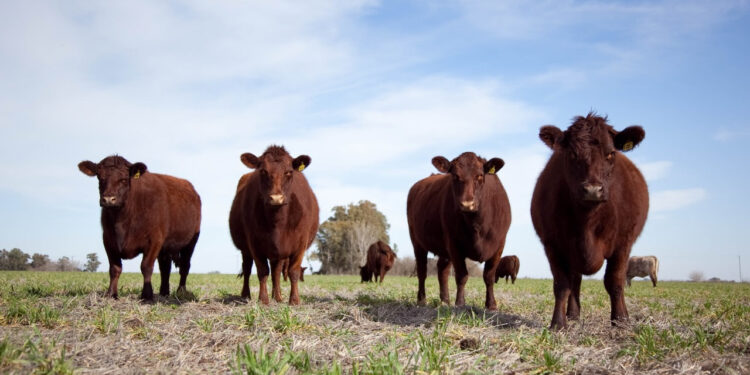 El Gobierno Nacional derogó 28 normas obsoletas de la cadena ganadera