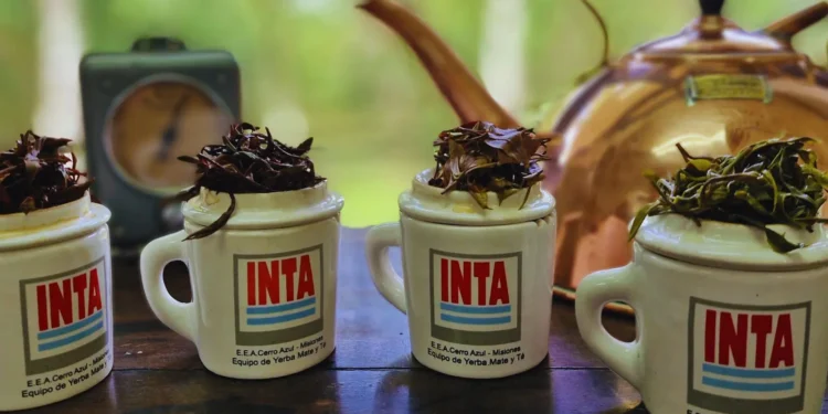 Té argentino: una infusión con calidad internacional